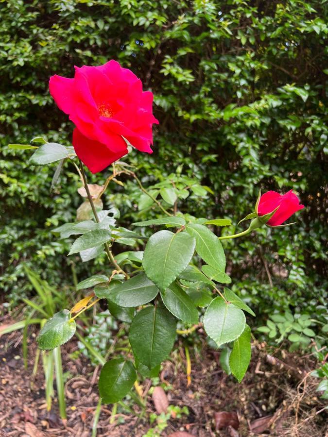 Rosa Do Canto Monte  Exterior foto